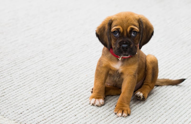 Rescued Pup